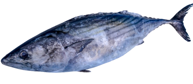 Atún fresco de cuerpo alargado y piel azulada, característico por sus franjas oscuras y un rostro prominente, ideal para la cocina y la pesca deportiva.